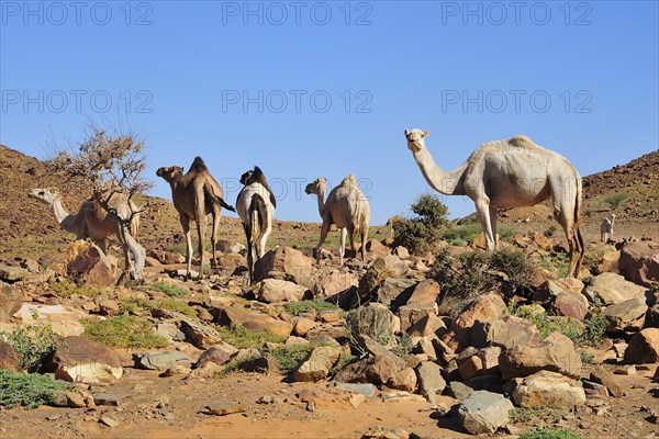 Dromedaries in the mountains at Amogjar pass