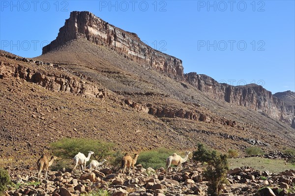 Dromedaries in the mountains at Amogjar pass
