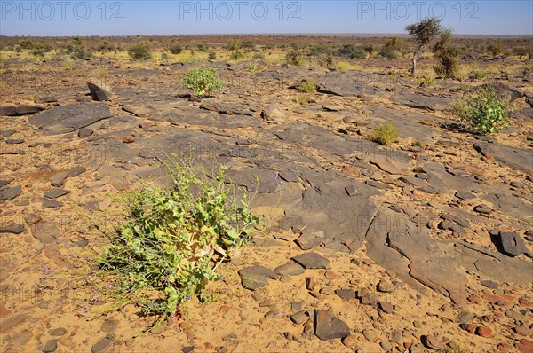 Rocky plateau