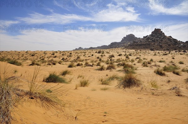 Desert landscape