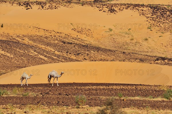 Dromedaries in the desert