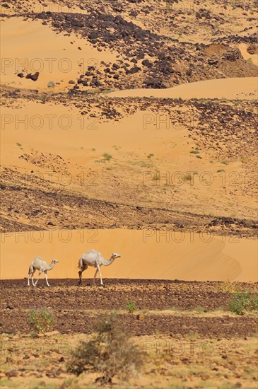 Dromedaries in the desert