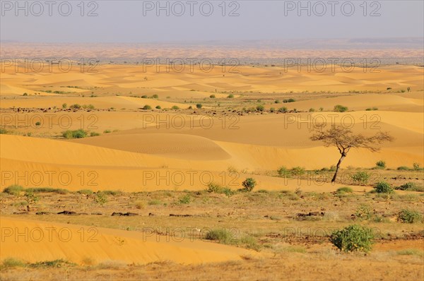 Desert landscape with sand dunes