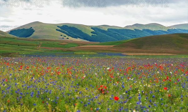 Blooming meadow in the Piana di Castelluccio di Norcia