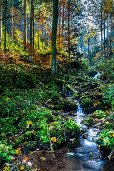 Small brook in an autumnal Beech forest (Fagus sylvatica)