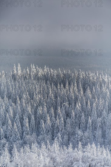 Winter landscape with snowy spruce trees