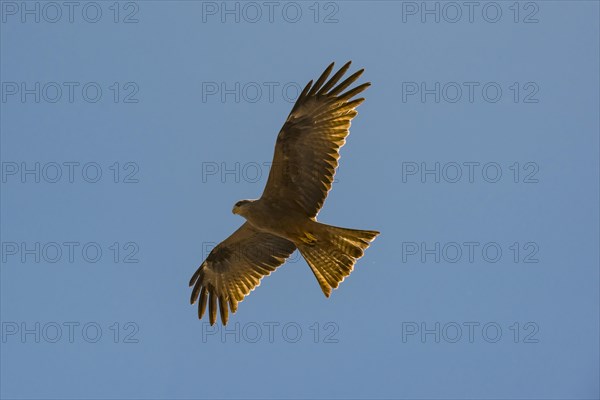 Yellow-billed kite (Milvus aegyptius)