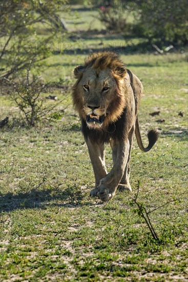 Lion (Panthera leo) walking