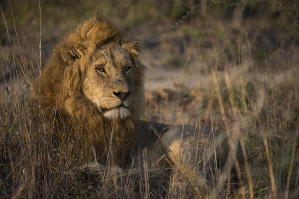 Lion (Panthera leo)