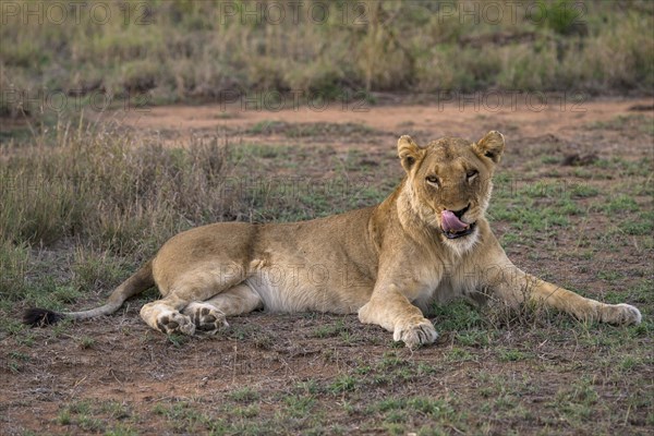 Lioness (Panthera leo)