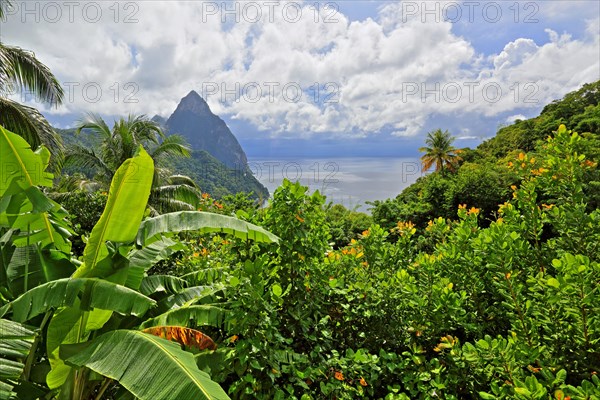 Tropical landscape with the two Pitons