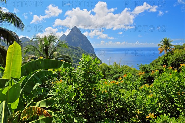 Tropical landscape with the two Pitons