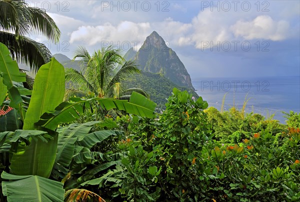 Tropical landscape with the two Pitons
