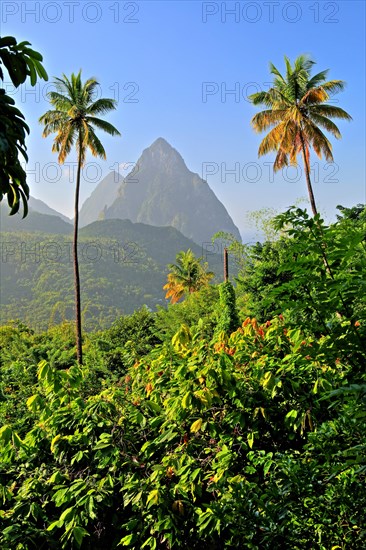 Tropical landscape with the two Pitons