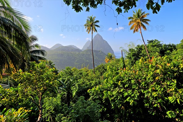 Tropical landscape with the two Pitons