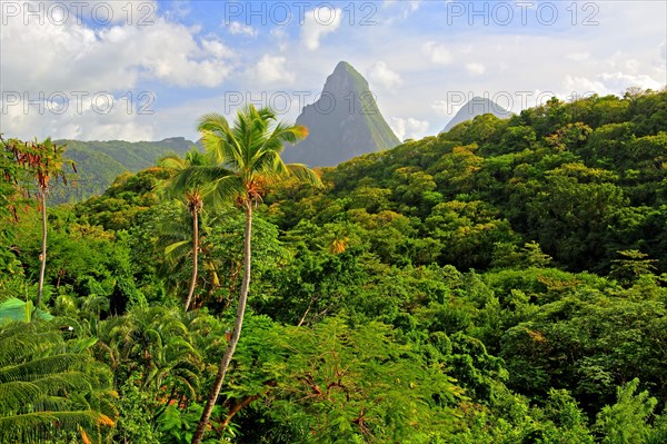 Tropical landscape with the two Pitons