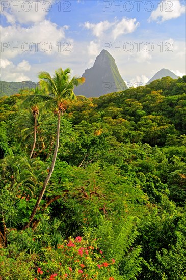 Tropical landscape with the two Pitons
