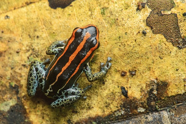 Sanguine poison frog or Zaparo's poison frog (Allobates zaparo)