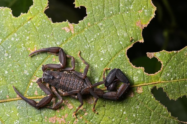 Neotropical Scorpio (chactidae family)