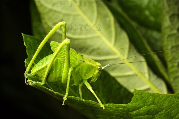 Nymph of a katydid (Tettigoniidae)