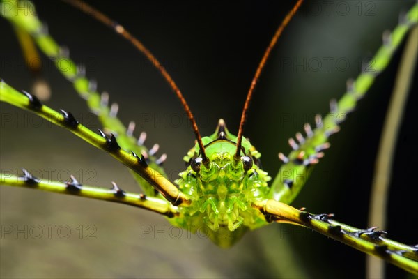 Katydid or bush cricket (Championica sp.)