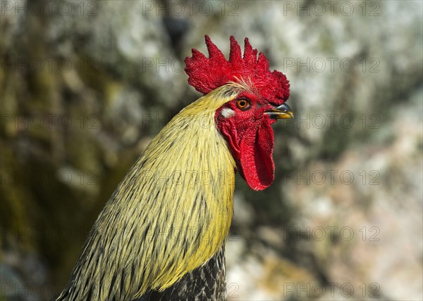 Cock