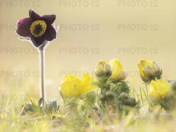 Small Pasque Flower (Pulsatilla pratensis subsp. Nigricans) and spring pheasant's eye (Adonis vernalis)