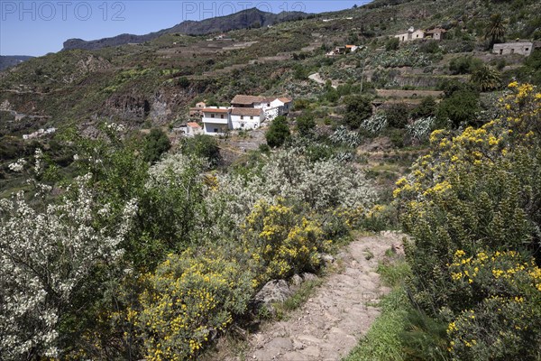View from a hiking trail to flowering vegetation and houses of La Culata