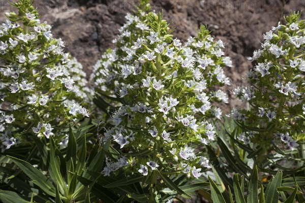 Echium giganteum (Echium giganteum or Echium decaisnei)