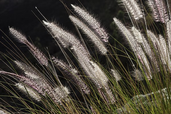 Dwarf fountain grass (Pennisetum alopecuroides)