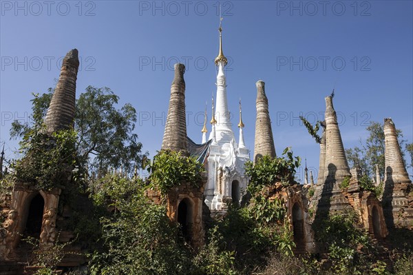 Pagoda Forest
