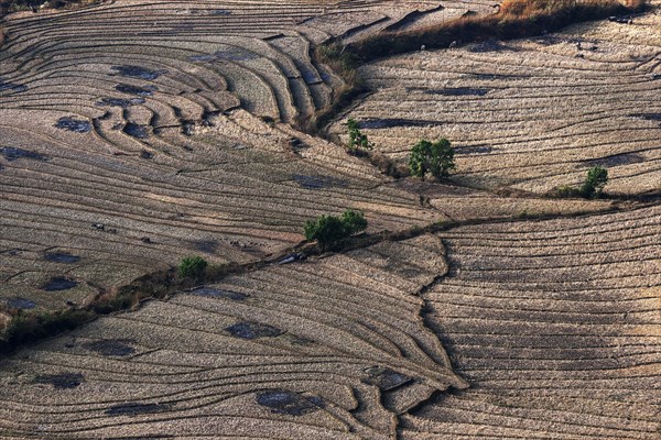 Harvested rice paddies