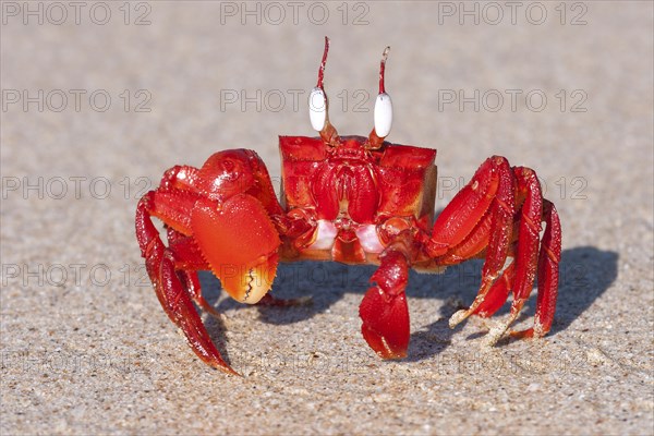 Red crab (Brachyura) on the beach of Ngapali Beach