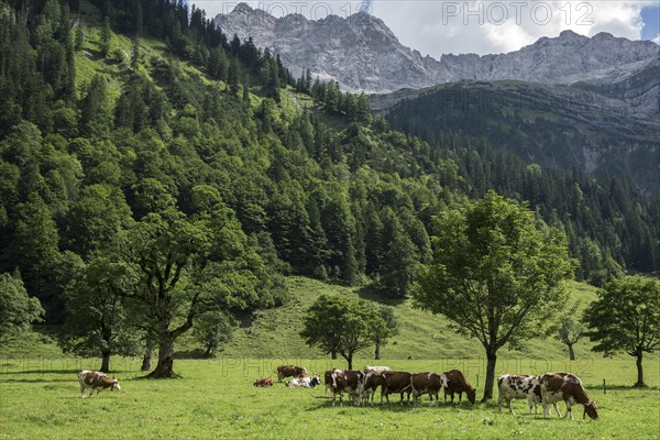 Cows between maple trees