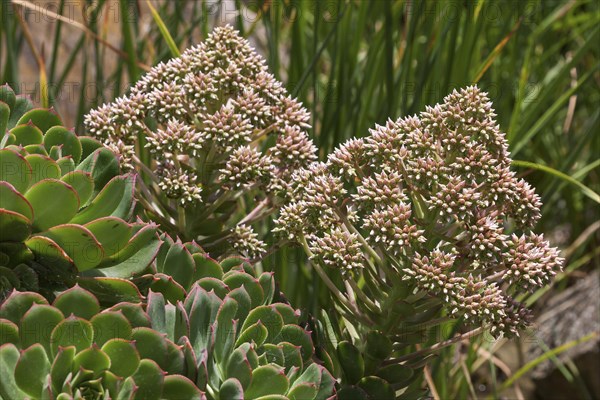 Aeonium percarneum