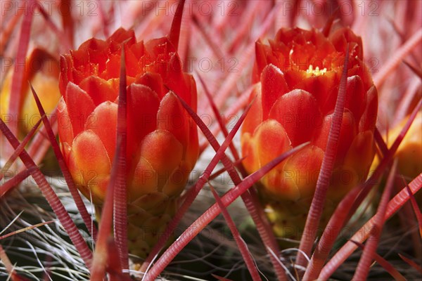 Cactus spines