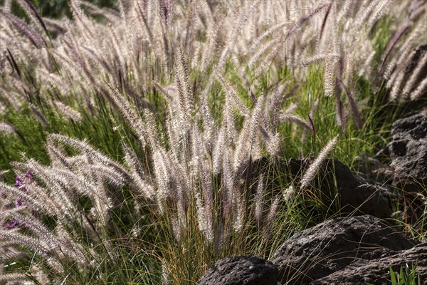 Fountain grass (Pennisetum alopecuroides) flowers