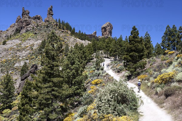 Walking path to Roque Nublo