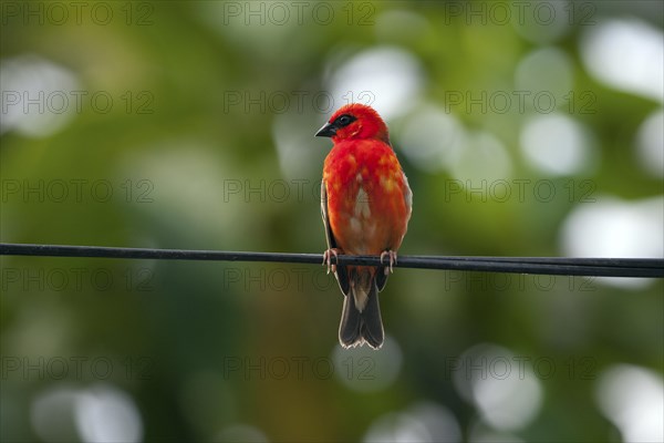 Red fody (Foudia madagascariensis)