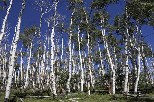 Poplars (Populus tremuloides) against blue sky