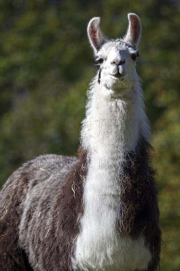 Llama (Llama glama)