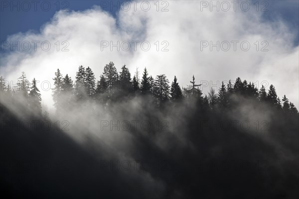 Fog among tree tops
