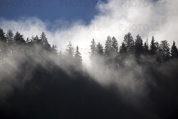 Fog among tree tops