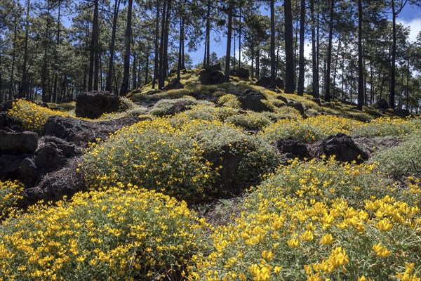 Yellow flowering broom (Genista)