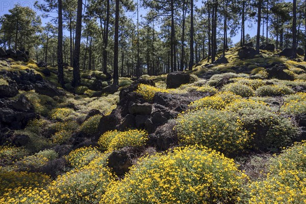 Yellow flowering broom (Genista)