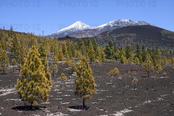 Canary pines (Pinus canariensis) in volcanic landscape