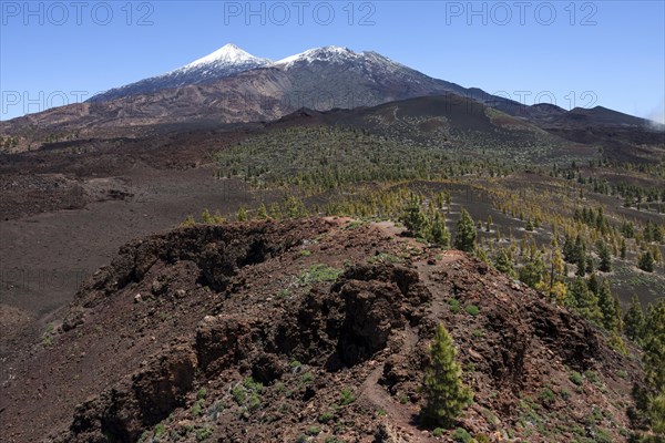 Volcanic landscape with Canary pines (Pinus canariensis)