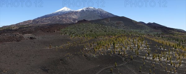 Volcanic landscape with Canary island pines (Pinus canariensis)