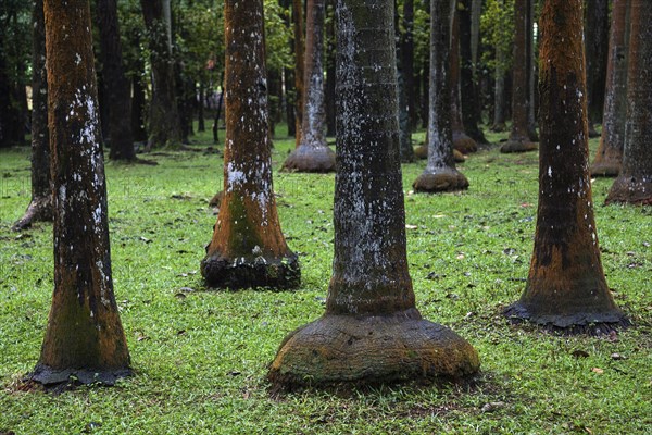 Palm forest near Anse des Cascades in Piton Sainte-Rose