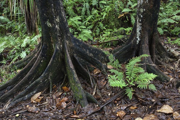 Tree trunks and tropical vegetation